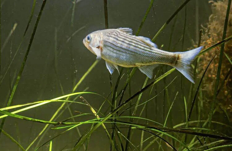 Maryland to curb striped bass fishing in spring spawning season